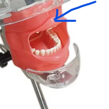 Лицо для стоматологического тренажера Nissin Manikin Phantom Head для обучения стоматологов