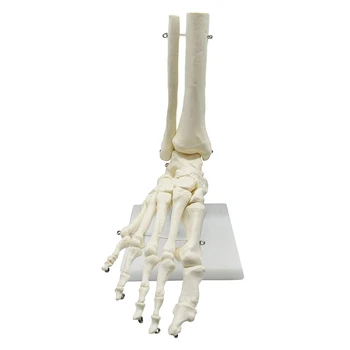 Анатомическая модель стопы человеческого скелета 1: 1, Стопа и лодыжка с голеностопной анатомической моделью, Учебные материалы по анатомии