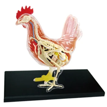 Красно-белый цыпленок 4D Мастер-головоломка для сборки игрушек Биология животных Анатомический орган Обучающая модель Анатомия
