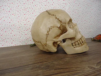 модель человеческого черепа в натуральную величину, модель скелета из смолы, медицинский череп, образовательное оборудование, бесплатная доставка