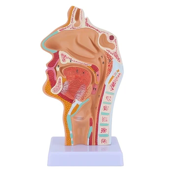Анатомическая модель Носовой полости Горла, Анатомическая модель Глотки человека, модель гортани для студентов, Демонстрационный показ, Преподавание
