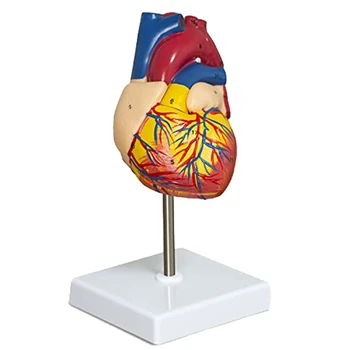 Пластиковая модель сердца из 2 частей, Роскошная Анатомическая модель человеческого Сердца в натуральную величину С 34 Анатомическими структурами, Анатомическое сердце