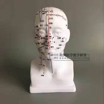 обучающая модель точки акупунктуры головы Acup-Point Human Head Model