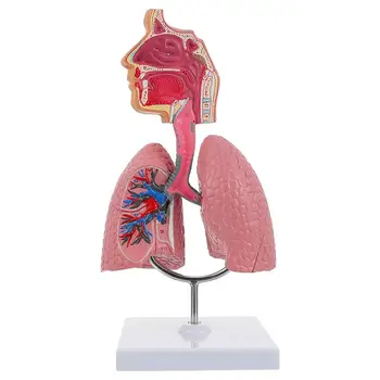 Система обучения модели анатомии легких Модель человеческого дисплея Школьные легкие Анатомическое сердце Обучающая игрушка для носа