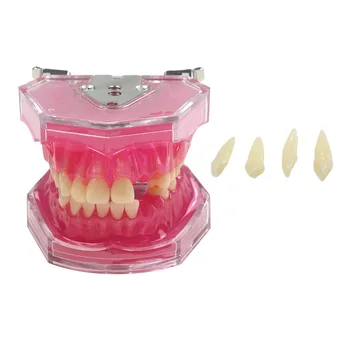 Модель для удаления зубов в стоматологическом кабинете, съемные зубы, Обучающая модель Teerh, Стоматологические материалы